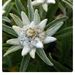 Profile Picture of Vikki Thomas (@dogmommy) on Pinterest