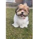 Profile Picture of T O B Y • B A I L E Y (@tobythemalshidog) on Instagram