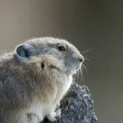 Profile Picture of Richard Hansen (@richardhansen6224) on Youtube