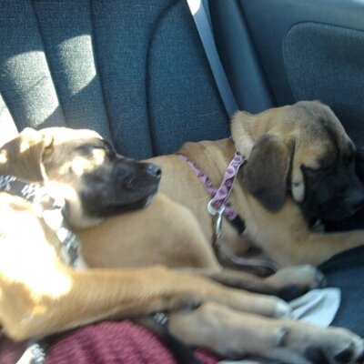 Profile Picture of Amanda Milo (@@gamergirl603) on Twitter