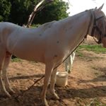 Profile Picture of Abdullah Ali Bashir (@abdullahalibashir) on Instagram