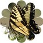 Profile Picture of Esther Conrad Grant (@tigerswallowtales) on Instagram