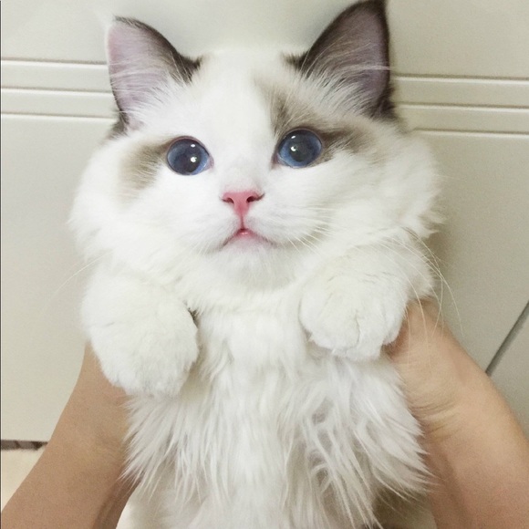 Profile Picture of Sukee Chang (@sukeechang) on Poshmark