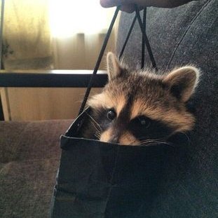 Profile Picture of † DEAD PANCAKE † (@ren_kohler15) on Twitter