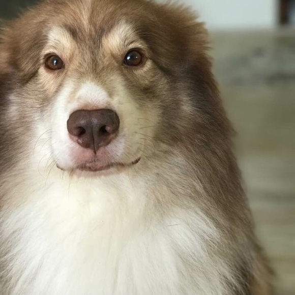 Profile Picture of Shelly Li (@shelly2478) on Poshmark