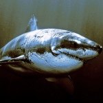 Profile Picture of Daniel Safford (@dansafford) on Instagram