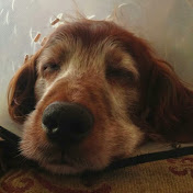 Profile Picture of Stephen Oldfield (@sholdfield) on Youtube