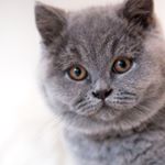 Profile Picture of Boris Beer (@boris_britishshorthair) on Instagram