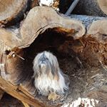 Profile Picture of Michaela Weigl (@milu_micha_lucy) on Instagram