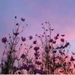 Profile Picture of Kaitlyn & Michael (@fl.oralgaskarth) on Instagram