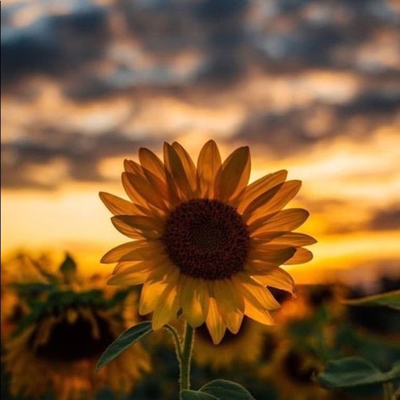 Profile Picture of Lupe Castaneda (@lupe1986) on Poshmark