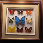 Profile Picture of Oktay-Binnur Onaran (@butterflyartcanada) on Instagram