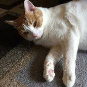 Profile Picture of Rebecca Patel (@repppppppp) on Youtube