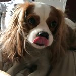 Profile Picture of Penelope Vaughn (@penelopepuppyvaughn) on Instagram