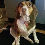 Profile Picture of Ruby Palmer (@ruby_beagler) on Instagram