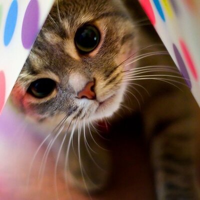Profile Picture of Bryan Servais (@@bryan_Liege925) on Twitter