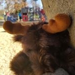 Profile Picture of Bruce the Moose (@brucemoose2017) on Instagram