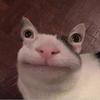 Profile Picture of Jacob Grisham (@@simperlino) on Tiktok