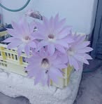 Profile Picture of Jacoba Swart (@jacoba.swart.75) on Facebook