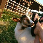 Profile Picture of Vicki Isom (@brutusmomma) on Instagram