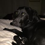 Profile Picture of Kate Dowd (@katethedemon) on Instagram