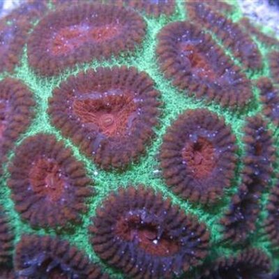 Profile Picture of Brian Draeger (@BriGuy1979) on Twitter