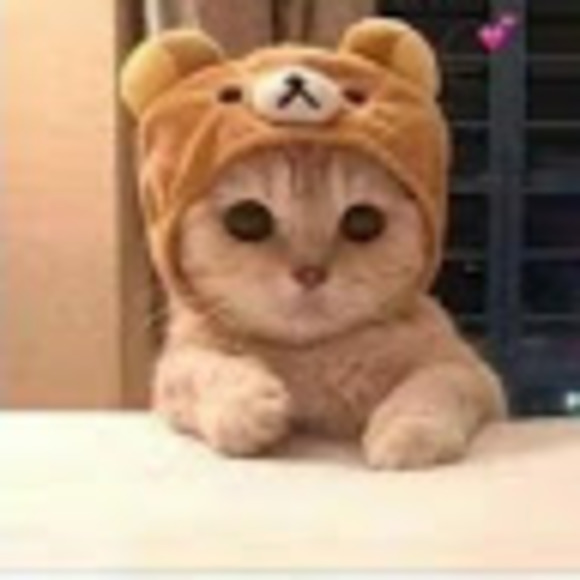 Profile Picture of Cats Cats (@catsc786) on Poshmark