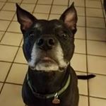 Profile Picture of Chris Olinger (@c.olinger) on Instagram