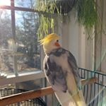 Profile Picture of albert einstein greene 🐥 (@albert.e.greene) on Instagram