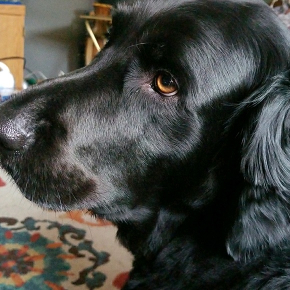 Profile Picture of Deborah Daniels (@debbiedan) on Poshmark