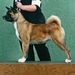 Profile Picture of Samantha Siekerman (@akitas_tokuguay) on Pinterest