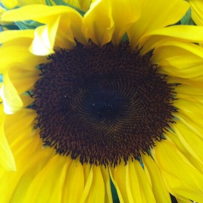 Profile Picture of Dawn Gates (@dawngates12) on Twitter