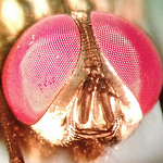Profile Picture of Dr Murali Mohan Gurram (@drmmgi) on Flickr