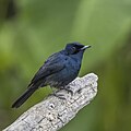 Profile Picture of Shining flycatcheron Wikipedia