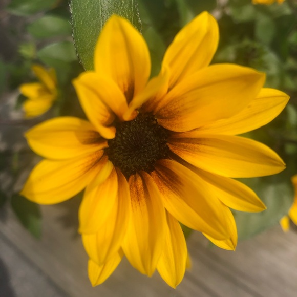 Profile Picture of Samantha Schubert (@samanthaschuber) on Poshmark