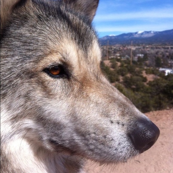 Profile Picture of Marques Jackson (@chekotah_) on Poshmark