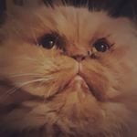 Profile Picture of talia joy mullane (@taliajoymullane) on Instagram