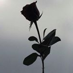 Profile Picture of Solo se ti rende felice. (@giada_raffinii) on Instagram