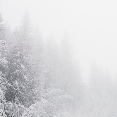 Profile Picture of Ben Winegard 🌲🌲 (@BenWinegard) on Twitter