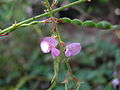 Profile Picture of Maekawaea rhytidophyllaon Wikipedia