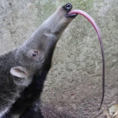 Profile Picture of Ant Licker (@CarsonMoyer2) on Twitter
