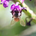 Profile Picture of Andy Huynh (@huynh andy) on Flickr