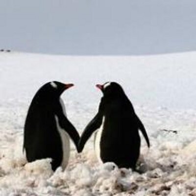 Profile Picture of Daniel Holter (@lion_danie) on Twitter