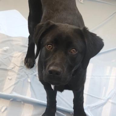 Profile Picture of Ariel Ryan (@@cosplayanddogs0) on Tiktok