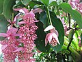 Profile Picture of Medinilla magnificaon Wikipedia