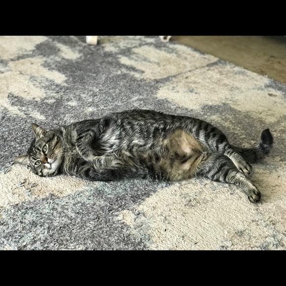 Profile Picture of Julia Rennie (@martmommy) on Poshmark