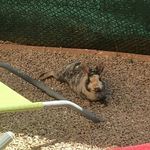 Profile Picture of 🐇 un lapin dans mon jardin 🐇 (@un_lapin_dans_mon_jardin) on Instagram