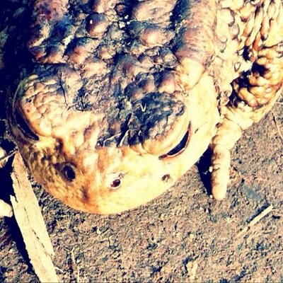 Profile Picture of Dave Eastham (@davethegibbon) on Twitter