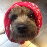 Profile Picture of Sean Sweetten (@uncledrsean) on Instagram