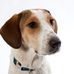Profile Picture of Daniel Dwyer (@DanielTheBeagle) on Facebook